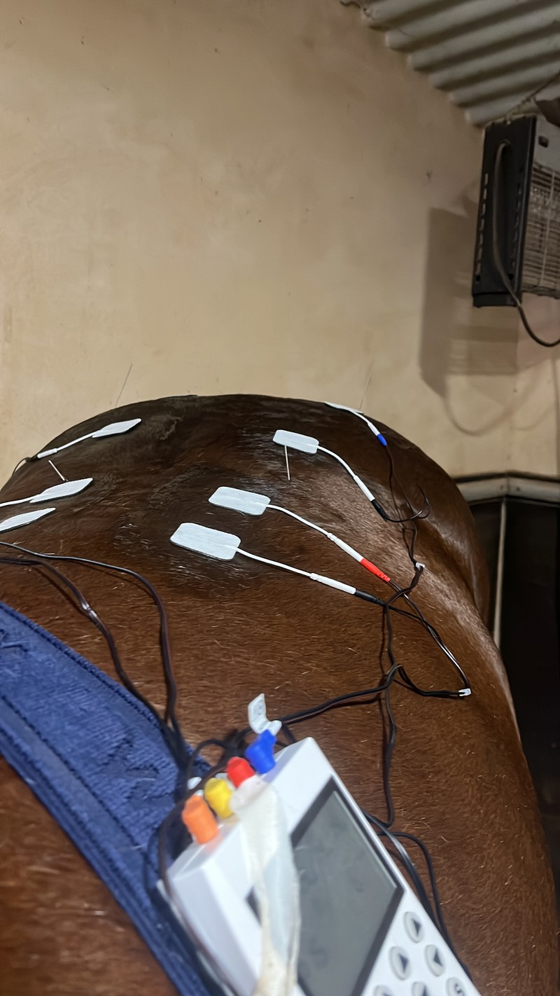 Electrodos colocados sobre el dorso de un caballo