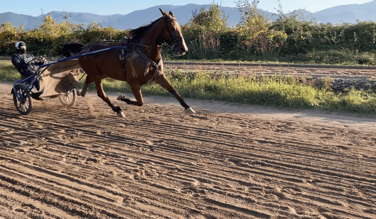 Sport horse in motion