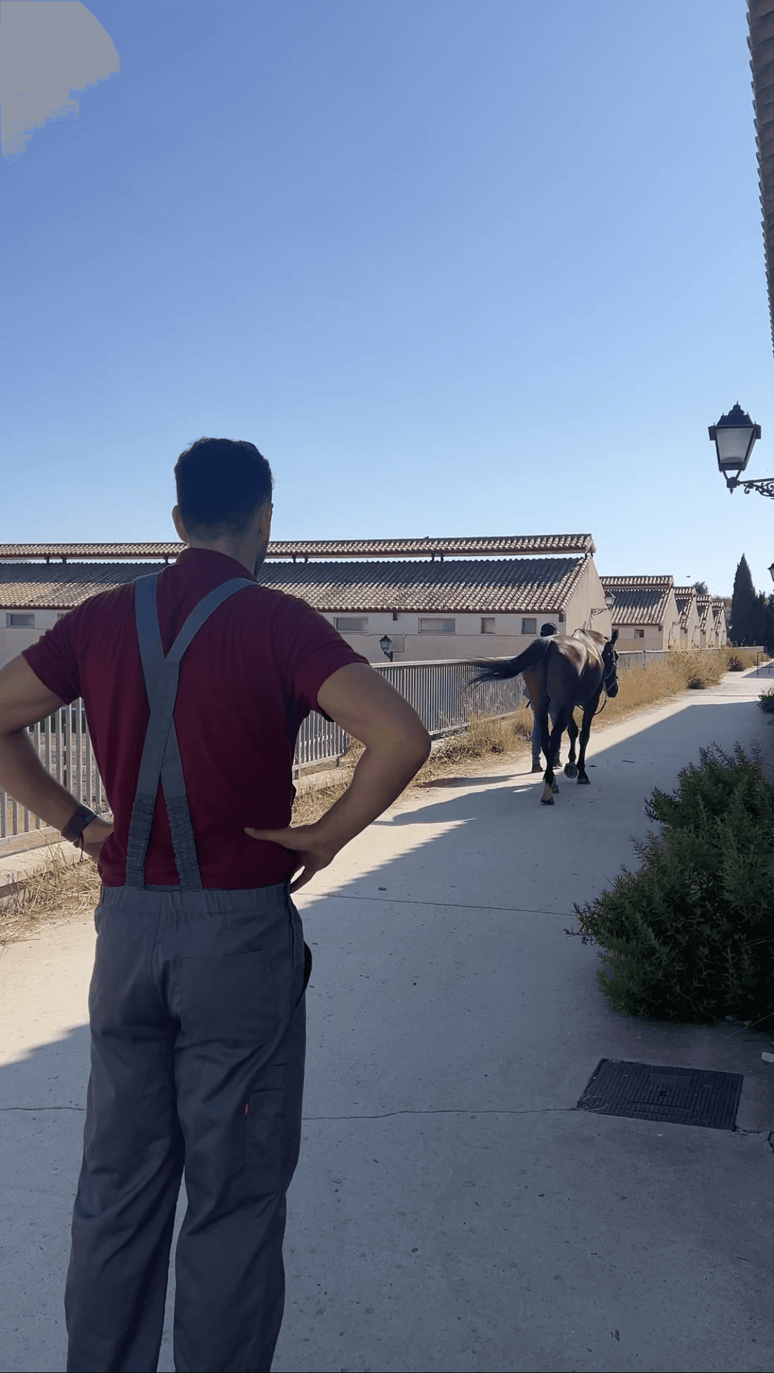 Valoración dinámica de un caballo durante un examen de cojera