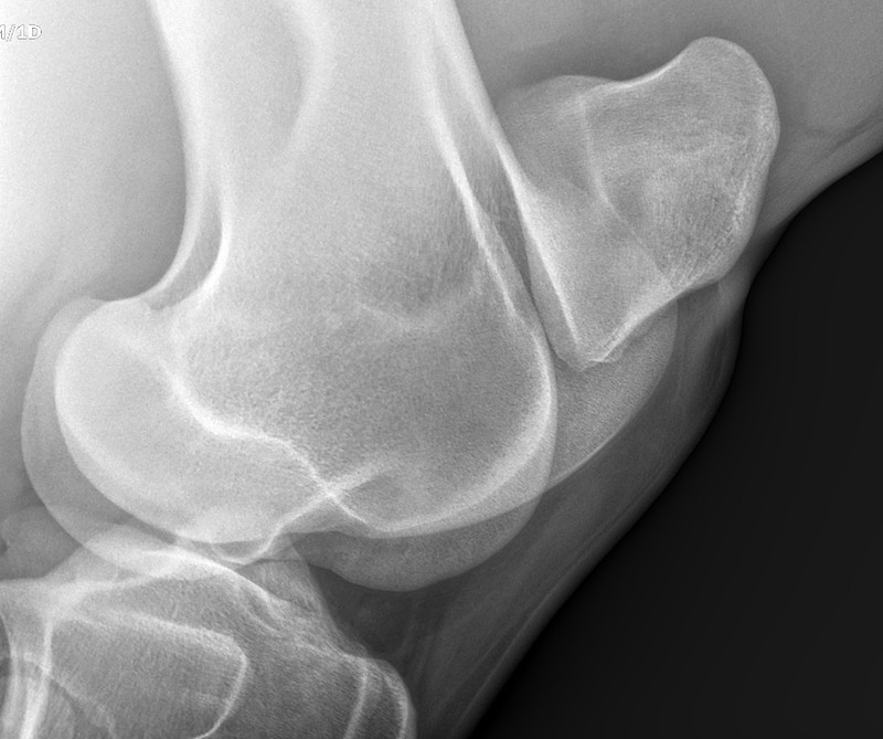 Radiografía de una extremidad equina
