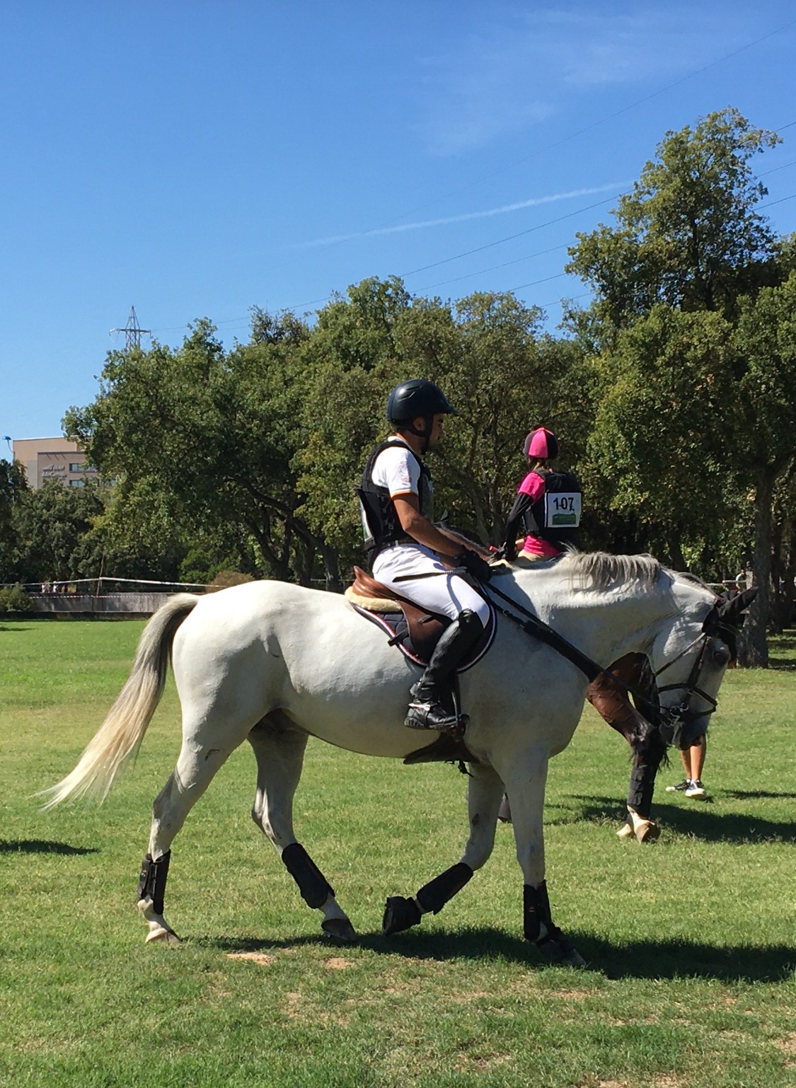 Caballo de deporte durante una prueba de rendimiento