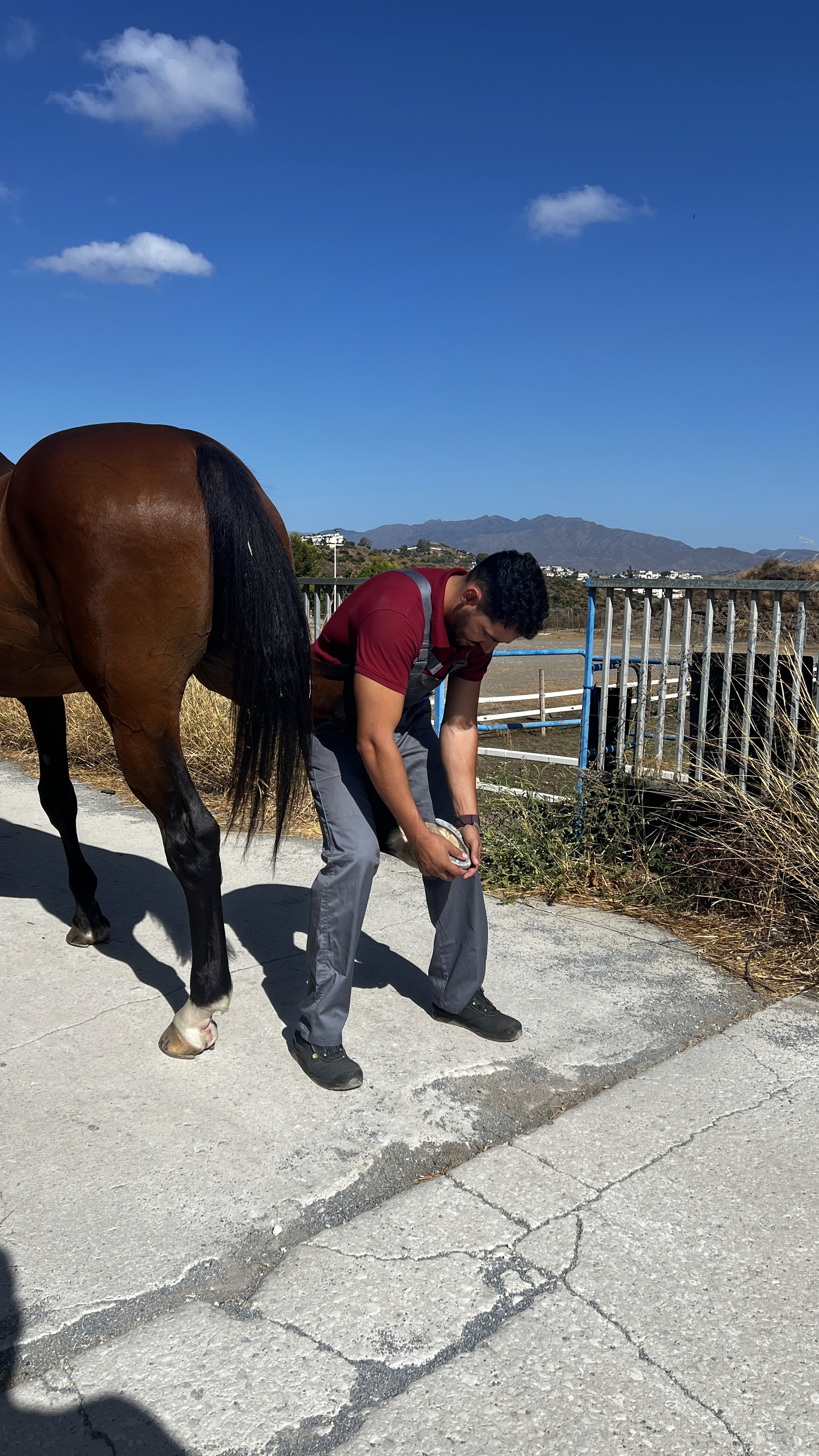 Aritz Saitua examinando la extremidad de un caballo