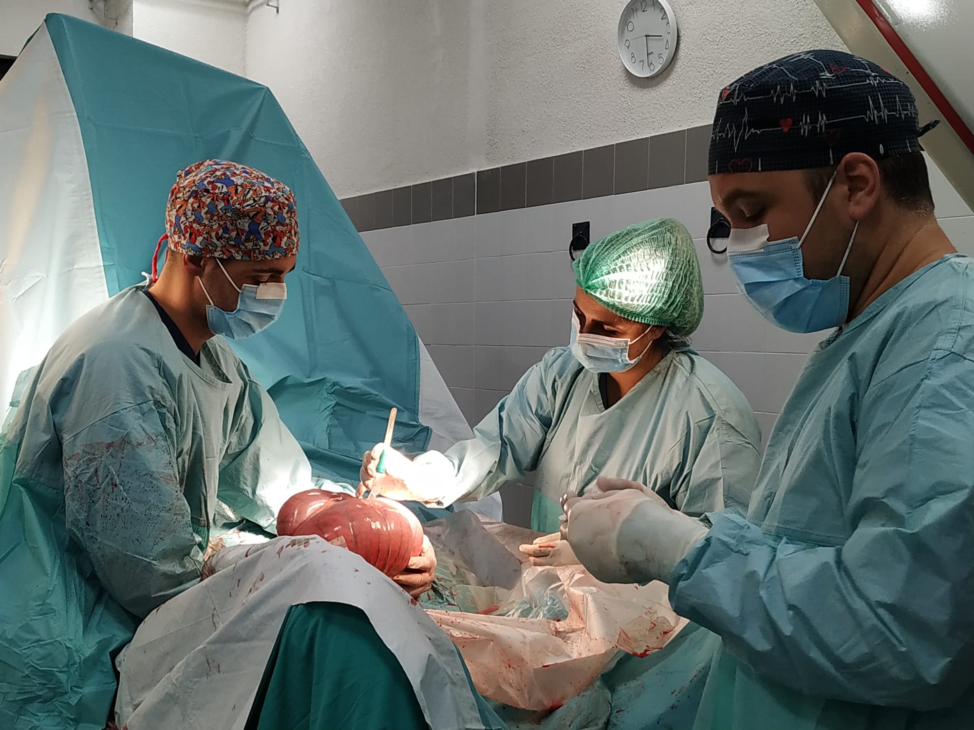 Equipo veterinario durante una intervención quirúrgica equina