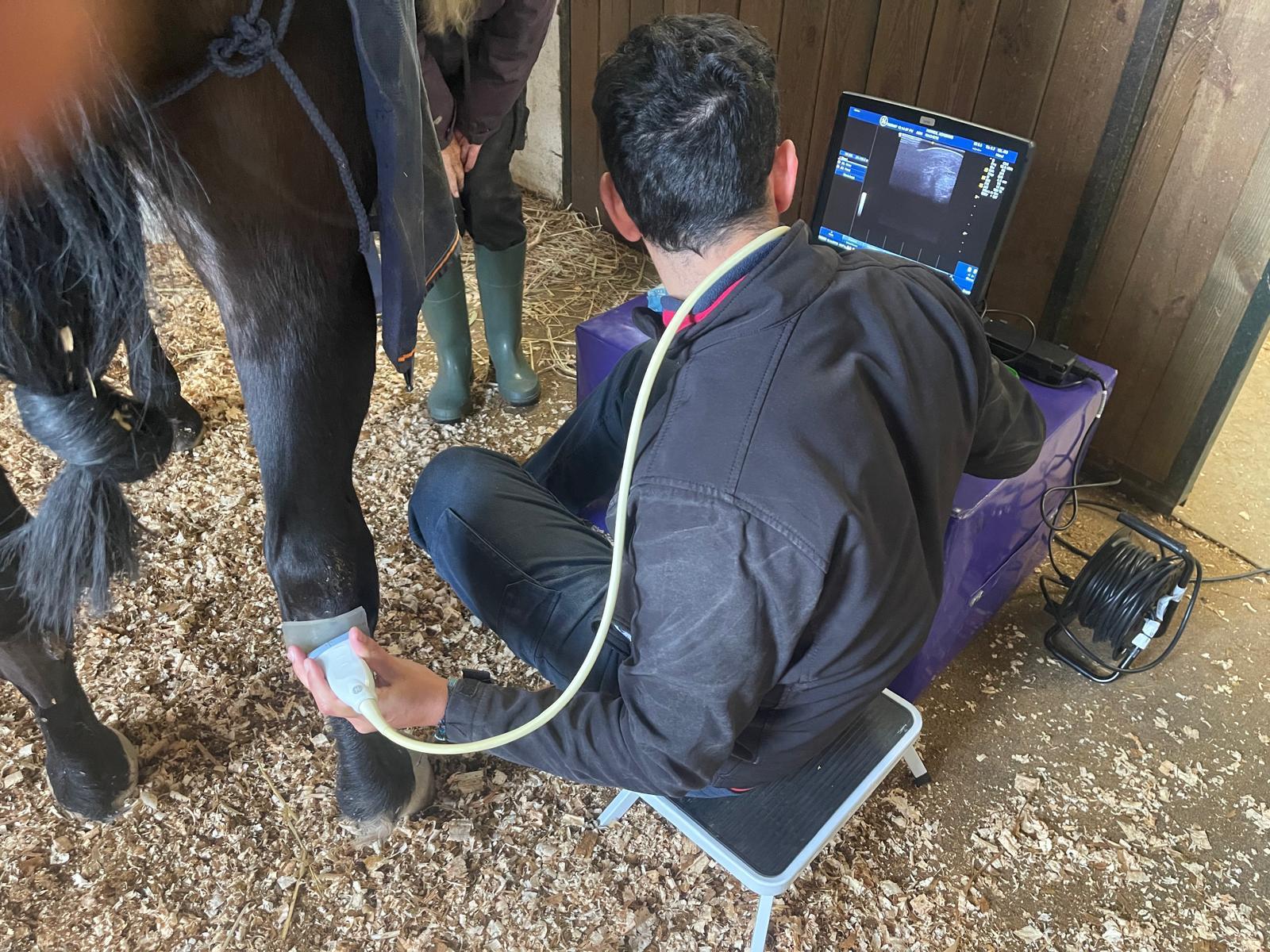 Ecografía veterinaria realizada a un caballo